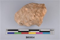 藏品(海綿化石)的圖片